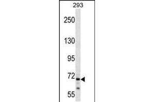 Western blot analysis in 293 cell line lysates (35ug/lane). (CEP72 抗体  (AA 231-259))