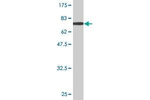 Western Blot detection against Immunogen (70. (Aminoacylase 1 抗体  (AA 1-408))