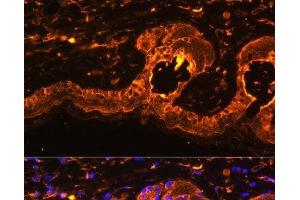 Immunofluorescence analysis of Mouse skin using TYR Polyclonal Antibody at dilution of 1:100. (TYR 抗体)