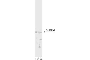 Western Blotting (WB) image for anti-Transcription Factor E3 (TFE3) antibody (ABIN967449) (TFE3 抗体)