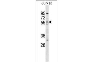 Western blot analysis in Jurkat cell line lysates (35ug/lane). (HCRTR2 抗体  (AA 275-304))