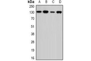 Western blot analysis of USP7 expression in MCF7 (A), Jurkat (B), mouse spleen (C), mouse testis (D) whole cell lysates. (USP7 抗体)