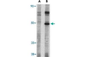 Western blot analysis of Crlf2 in mouse heart tissue lysate with Crlf2 polyclonal antibody  at 1 ug/mL in (A) the presence and (B) the absence of blocking peptide.