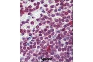 Formalin-fixed and paraffin-embedded human Spleen tissue reacted with Cdc25A Antibody (Center) (ABIN390214 and ABIN2840696) , which was peroxidase-conjugated to the secondary antibody, followed by AEC staining. (CDC25A 抗体  (AA 271-300))