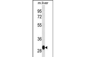 LSM12 Antibody (C-term) (ABIN657035 and ABIN2846208) western blot analysis in mouse liver tissue lysates (35 μg/lane). (LSM12B 抗体  (C-Term))