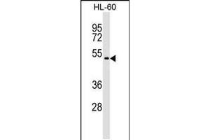 Western blot analysis in HL-60 cell line lysates (35ug/lane).