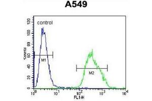 Flow cytometric analysis of A549 cells using PALM3 Antibody (C-term) Cat. (PALM3 抗体  (C-Term))