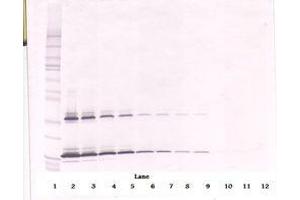 Image no. 1 for anti-KIT Ligand (KITLG) antibody (ABIN1500815) (KIT Ligand 抗体)
