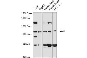 Western blot analysis of extracts of various cell lines, using WAC antibody (ABIN7271393) at 1:1000 dilution. (WAC 抗体  (AA 1-320))