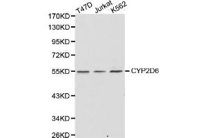 Western Blotting (WB) image for anti-Cytochrome P450, Family 2, Subfamily D, Polypeptide 6 (CYP2D6) (AA 20-230) antibody (ABIN1512811) (CYP2D6 抗体  (AA 20-230))