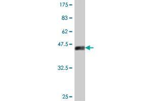 Western Blot detection against Immunogen (38. (GATAD2A 抗体  (AA 26-134))