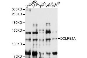 Western blot analysis of extracts of various cell lines, using DCLRE1A antibody (ABIN6292016) at 1:3000 dilution. (SNM1 抗体)