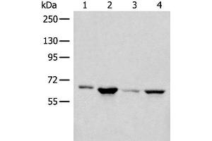 Western blot analysis of 293T PC-3 Hela cell lysates using CDC7 Polyclonal Antibody at dilution of 1:450 (CDC7 抗体)