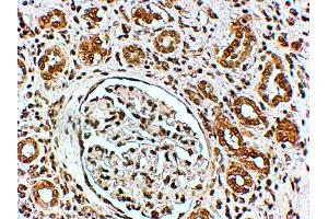 ABIN185430 (4µg/ml) staining of paraffin embedded Human Kidney. (VPS41 抗体  (Internal Region))