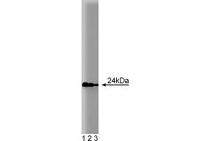 Western Blotting (WB) image for anti-RAB11A, Member RAS Oncogene Family (RAB11A) (AA 86-207) antibody (ABIN968091) (RAB11A 抗体  (AA 86-207))