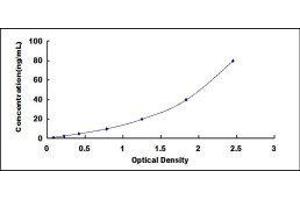 Renalase, FAD-Dependent Amine Oxidase (RNLS) ELISA Kit