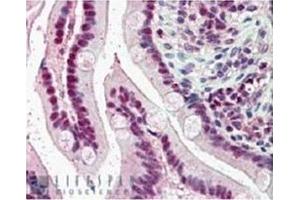 Image no. 1 for anti-Karyopherin (Importin) alpha 4 (KPNA4) (C-Term) antibody (ABIN374394) (KPNA4 抗体  (C-Term))