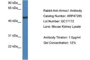 Western Blotting (WB) image for anti-Armadillo Repeat Containing, X-Linked 1 (ARMCX1) (C-Term) antibody (ABIN2782901) (ARMCX1 抗体  (C-Term))