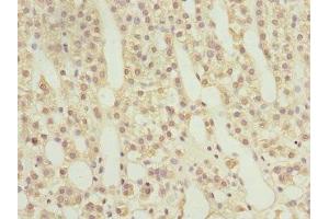 Immunohistochemistry of paraffin-embedded human adrenal gland tissue using ABIN7167389 at dilution of 1:100 (RAB9A 抗体  (AA 122-201))