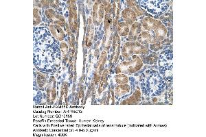 Human kidney (FAM55D 抗体  (C-Term))