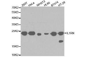 Western blot analysis of extracts of various cell lines, using IL1RN antibody. (IL1RN 抗体  (AA 1-159))