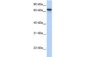 WB Suggested Anti-BAT5 Antibody Titration:  0. (BAT5 抗体  (N-Term))