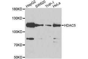 Western blot analysis of extracts of various cell lines, using HDAC5 antibody. (HDAC5 抗体  (AA 350-450))