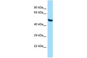 WB Suggested Anti-RINL Antibody Titration: 1. (RINL 抗体  (N-Term))