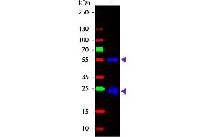 Western blot of Fluorescein conjugated Goat Anti-Rabbit IgG secondary antibody. (山羊 anti-兔 IgG (Heavy & Light Chain) Antibody (FITC) - Preadsorbed)