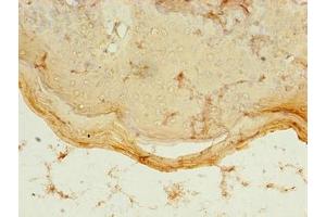 Immunohistochemistry of paraffin-embedded human skin tissue using ABIN7160813 at dilution of 1:100 (PDZD3 抗体  (AA 42-291))
