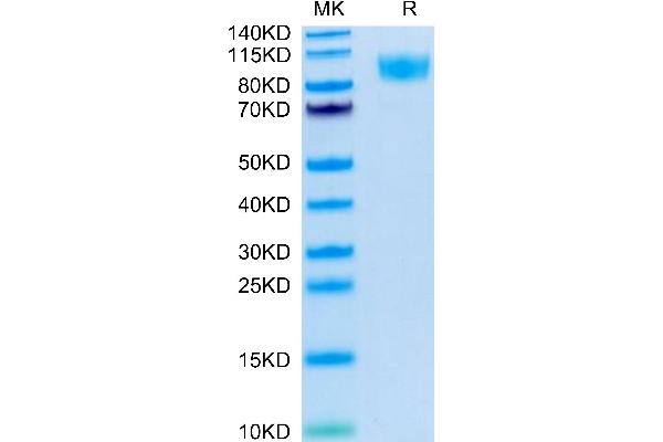 CD45 Protein (AA 26-416) (His-Avi Tag,Biotin)