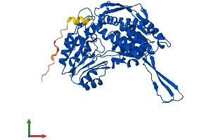 Protein Structure (PS) image for Aldehyde Dehydrogenase 1 Family, Member A2 (ALDH1A2) (AA 1-518) protein (His tag) (ABIN7551995)
