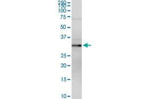 MPST MaxPab rabbit polyclonal antibody. (MPST 抗体  (AA 1-297))