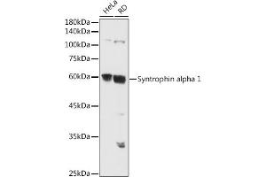 Western blot analysis of extracts of various cell lines, using Syntrophin alpha 1 antibody (ABIN7270692) at 1:500 dilution. (SNTA1 抗体)