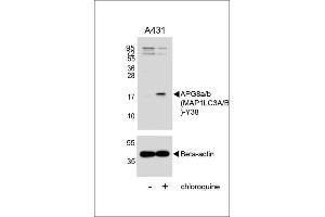 Western blot analysis of lysates from A431 cell line, untreated or treated with chloroquine , 100 ng/mL, using G8a/b (M1LC3A/B) Antibody (Y38) 1803A (upper) or Beta-actin (lower). (MAP1LC3A 抗体  (AA 23-52))