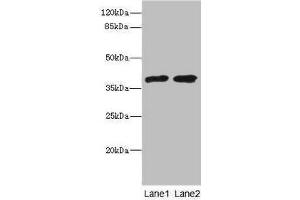 Western blot All lanes: TCF19 antibody at 0. (TCF19 抗体  (AA 1-290))