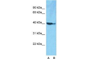 Western Blotting (WB) image for anti-Actin, beta (ACTB) (Middle Region) antibody (ABIN2778644)