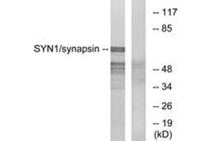 Western blot analysis of extracts from 293 cells, treated with PMA 200nM 30', using Synapsin (Ab-9) Antibody. (SYN1 抗体  (AA 3-52))