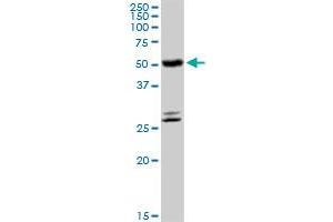 Western Blotting (WB) image for anti-Cytochrome P450, Family 4, Subfamily B, Polypeptide 1 (CYP4B1) (AA 1-512) antibody (ABIN949996)