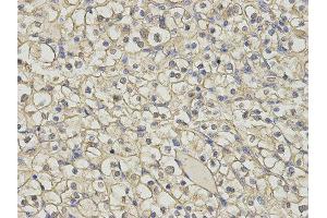 Immunohistochemistry (IHC) image for anti-Histamine N-Methyltransferase (HNMT) antibody (ABIN1873063) (HNMT 抗体)