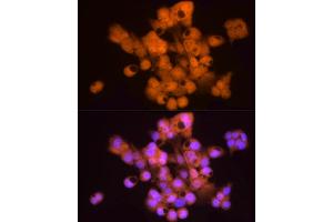 Immunofluorescence analysis of HepG2 cells using HINT1 Rabbit mAb (ABIN7267663) at dilution of 1:50 (40x lens). (HINT1 抗体)