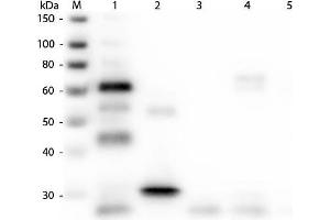 Western Blot of Anti-Chicken IgG (H&L) (GOAT) Antibody (Min X Bv Gt GP Ham Hs Hu Ms Rb Rt & Sh Serum Proteins). (山羊 anti-小鸡 IgG Antibody (Cy2) - Preadsorbed)