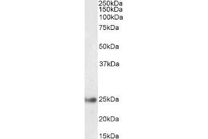 ABIN5539848 (0. (GSTA4 抗体  (Internal Region))