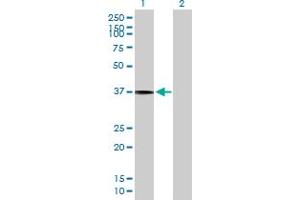 Western Blot analysis of SLC17A3 expression in transfected 293T cell line by SLC17A3 MaxPab polyclonal antibody. (SLC17A3 抗体  (AA 1-420))