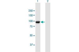 Western Blot analysis of TLE3 expression in transfected 293T cell line by TLE3 MaxPab polyclonal antibody. (TLE3 抗体  (AA 1-772))