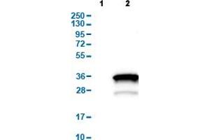 HOXA6 anticorps  (AA 27-136)