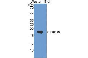 Western blot analysis of the recombinant protein. (IL-1 beta 抗体  (AA 95-262))