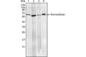 Western blot analysis using Pirh2 mouse mAb against Hela (1), A549 (2), MCF-7 (3) and PC-12 (4) cell lysate. (RCHY1 抗体)