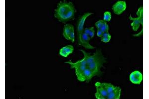 Immunofluorescent analysis of MCF-7 cells using ABIN7174583 at dilution of 1:100 and Alexa Fluor 488-congugated AffiniPure Goat Anti-Rabbit IgG(H+L) (USP18 抗体  (C-Term))