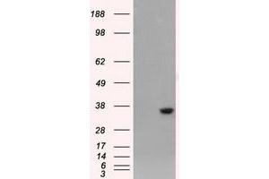 Western Blotting (WB) image for anti-Aldo-Keto Reductase Family 1, Member A1 (Aldehyde Reductase) (AKR1A1) antibody (ABIN1496543) (AKR1A1 抗体)